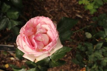 rosa