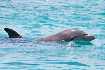 Fototapeta premium Schöner Delfin im Meer