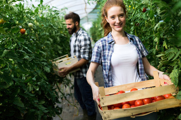 Young couple of farmers working in greenhouse
