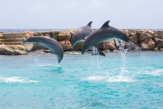 Glückliche Delfine machen Luftsprung im Meer