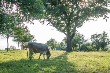 K&uuml;he am Ortsrand