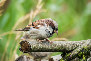 Sparrow Close-up