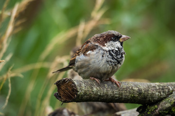 Sparrow Close-up