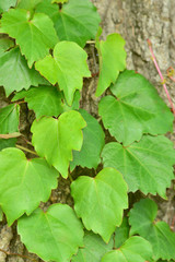 Tree and ivy leaves