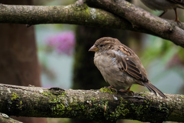 Sparrow Close-up