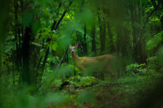 deer in woods
