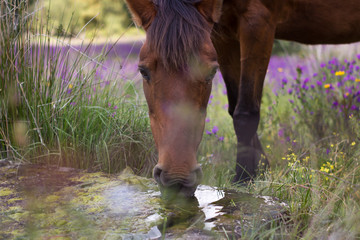 Caballo refrescándose © Jose