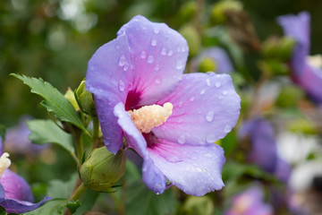 Purple flower