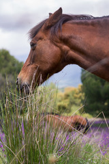 Caballos en una pradera