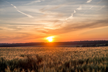 Kornfeld bei Sonnenuntergang