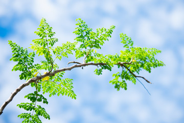 Nature view of green branch on blue sky using as background concept