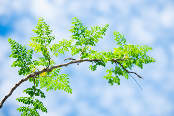 Fototapeta premium Nature view of green branch on blue sky using as background concept