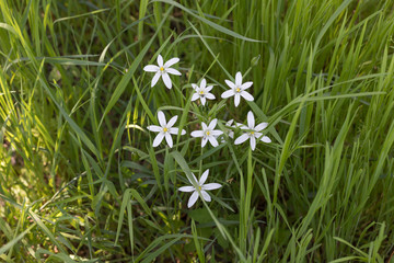 white wild flower on a green background
