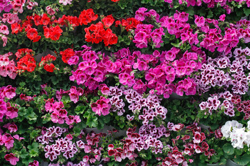 Background or texture of colorful royal flowers of geranium