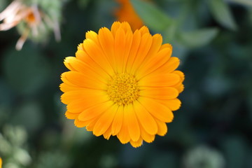 Caléndula en la pradera