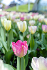 Fototapeta premium Tulip (Tulipa) with large, showy, and brightly pink and yellow flowers in bloom, growing in a flowerbed in a botanic garden