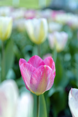 Tulip (Tulipa) with large, showy, and brightly pink and yellow flowers in bloom, growing in a flowerbed in a botanic garden