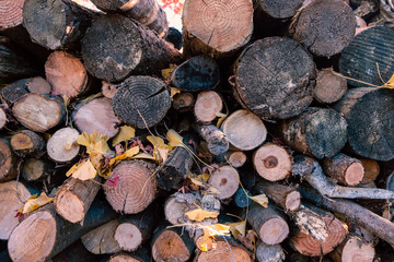 Timber and firewood from forest