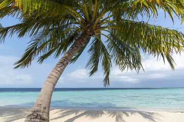 Fototapeta na wymiar Panoramic view of a wild tropical beach in southern part of Maldives in sunny day.
