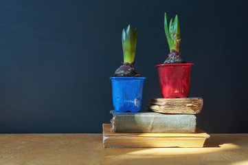 indoor plants: hyacinth seedlings on a pile of books
