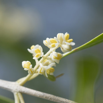 Macro Photography of Olive Tree Flowers in Spring