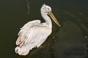 Pelican floating on the lake