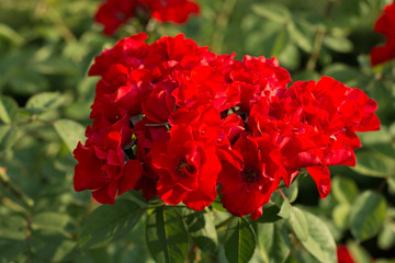 bush red roses