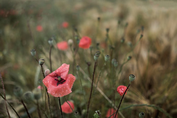 Poppy field in the rain.
