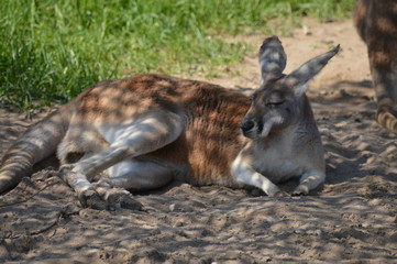 Kangaroo laying in the shade