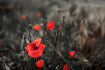 Poppy field in the rain.