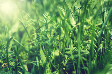 Green grass and shimmering spot lights