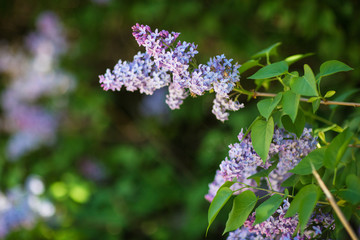 flowering trees, spring