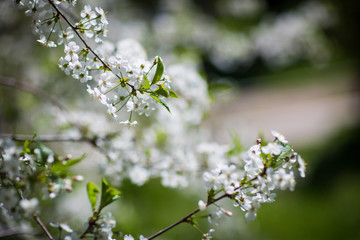 flowering trees, spring