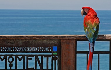 Ara at Newport Beach
