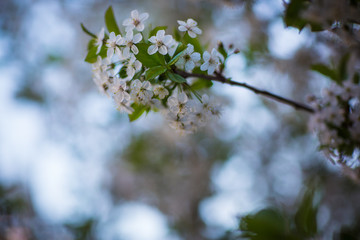 flowering trees, spring