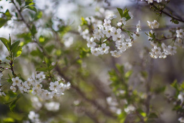 flowering trees, spring