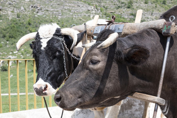 two buffaloes in harness