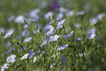 Blossoming flax