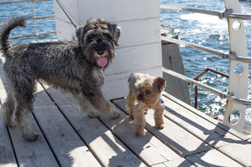 two dogs yorkshire terrier on the beach