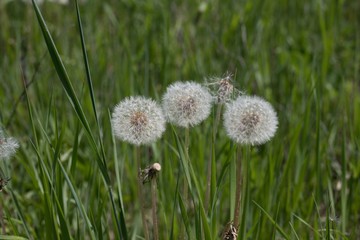 three dandelions on green grass
