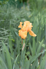 yellow iris flower on a green background
