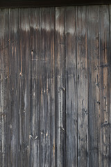 old tree texture