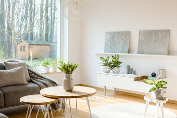 Plants in living room interior