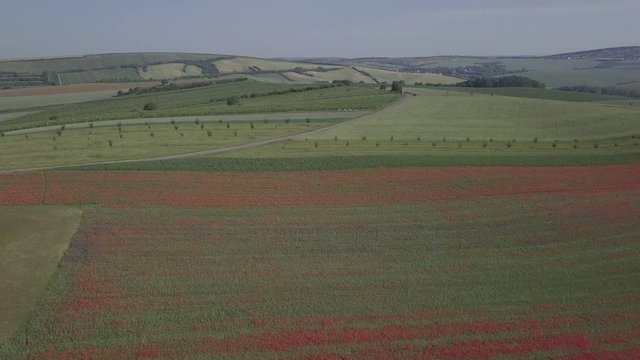 Flight over of blooming red poppy flowers fields in South Moravia hills, Czech Republic at spring. Original untouched LOG format.