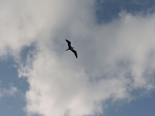 Fly
