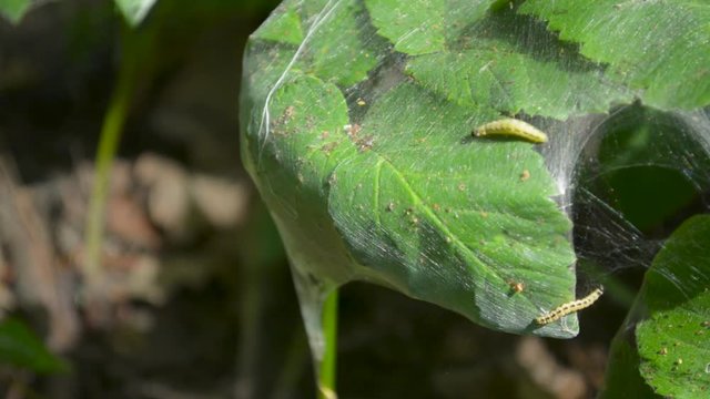 Catepillar future batterfly larvae worm crawling on plant surface covered in web