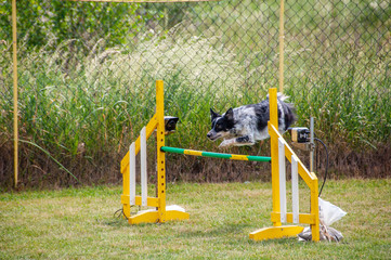 Cross breed dog on agility field,  training and competing,  jumping over obstacles,  crossing over...
