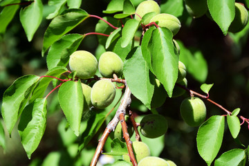 Green apricot on the tree