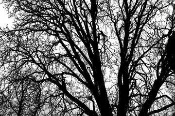 Branches black and white