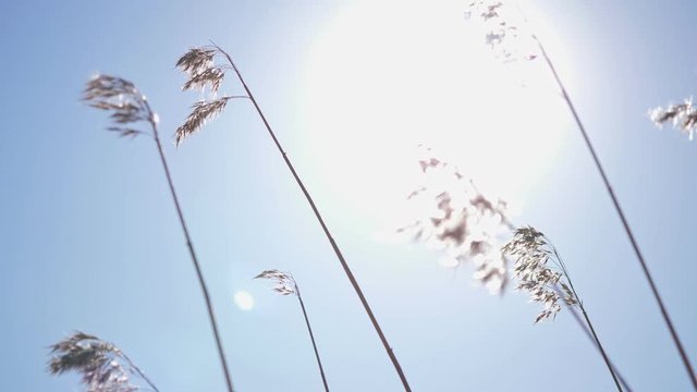 Bulrush on blue sky